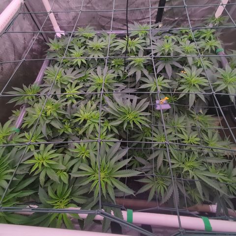 Mimosa Evo growlog photo: 20 gallon pots 