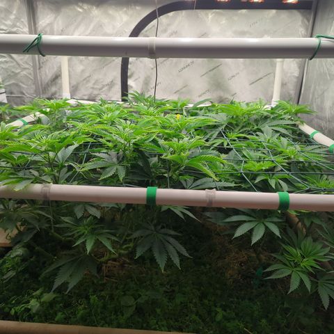 Mimosa Evo growlog photo: 4x4