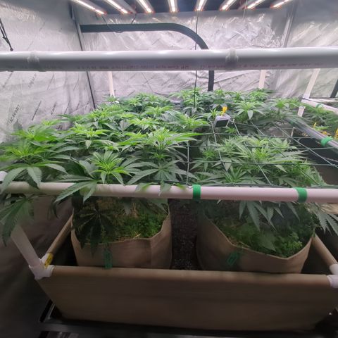 Mimosa Evo growlog photo: 20 gallon pots 
