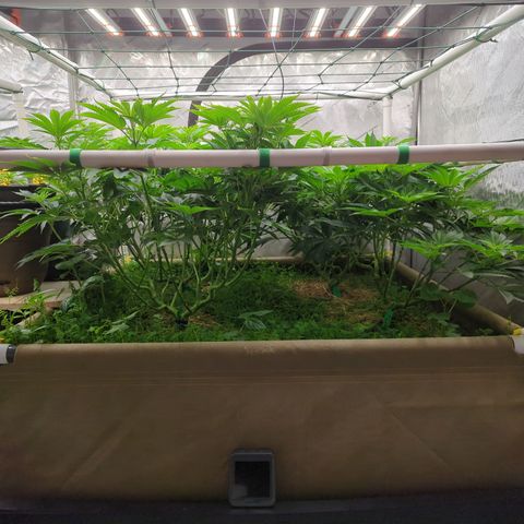 Mimosa Evo growlog photo: 4x4 bed
