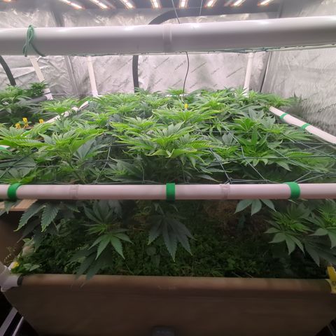 Mimosa Evo growlog photo: 4x4 bed