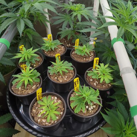 Mimosa Evo growlog photo: Clones