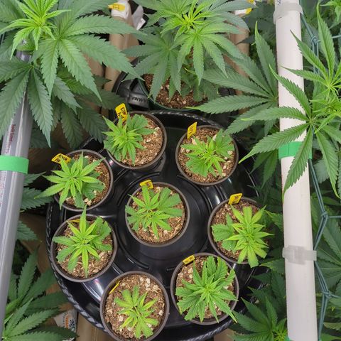 Mimosa Evo growlog photo: Clones