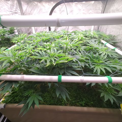 Mimosa Evo growlog photo: 4x4
