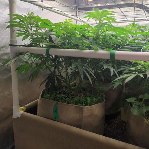 Mimosa Evo growlog timeline photo