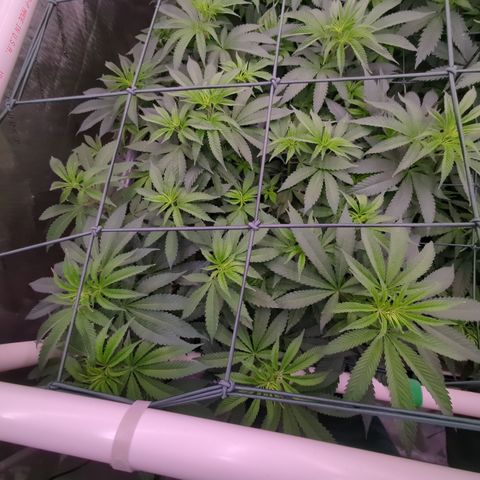 Mimosa Evo growlog timeline photo