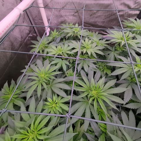 Baked Bomb growlog timeline photo