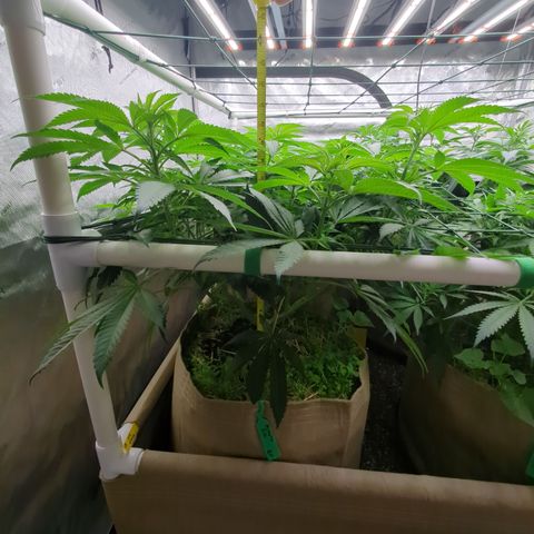 Mimosa Evo growlog timeline photo