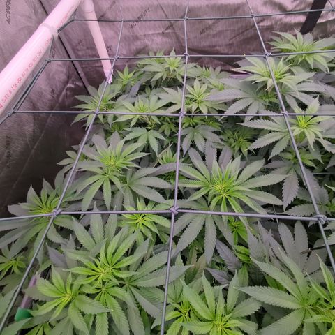Baked Bomb growlog timeline photo