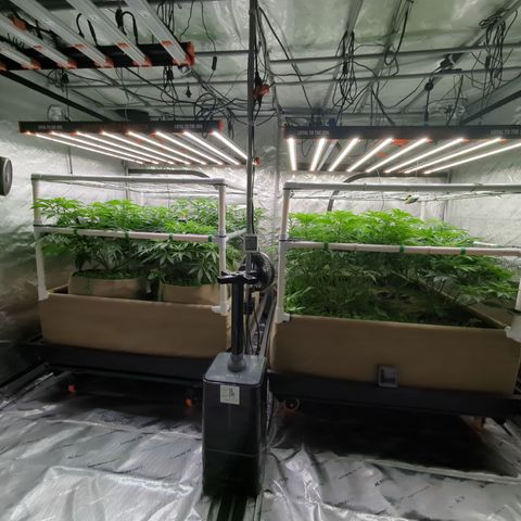 Mimosa Evo growlog timeline photo