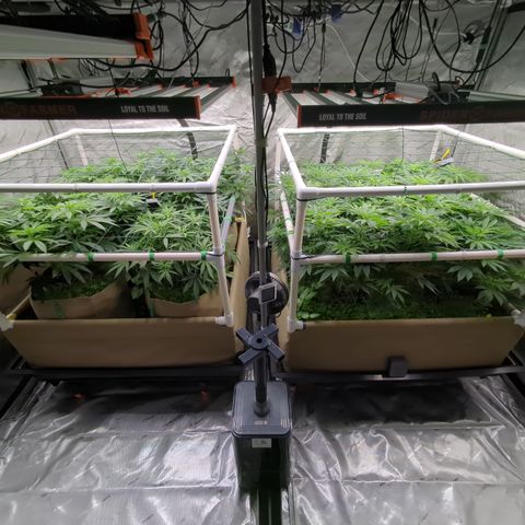 Mimosa Evo growlog timeline photo