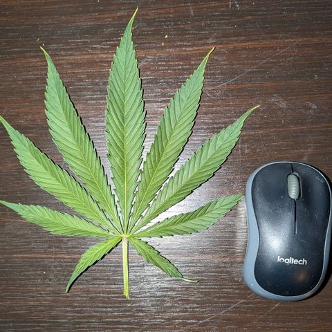 Mimosa Evo growlog photo: Big Bud Fan Leaf