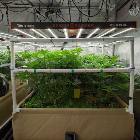 Mimosa Evo growlog photo: 4x4