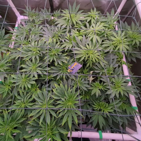 Mimosa Evo growlog photo: 4x4