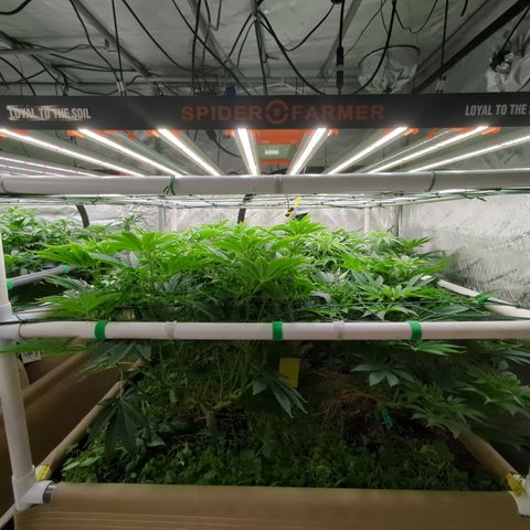 Mimosa Evo growlog photo: 4x4