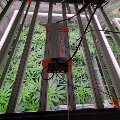 Mimosa Evo growlog photo: 20 gallon Pots