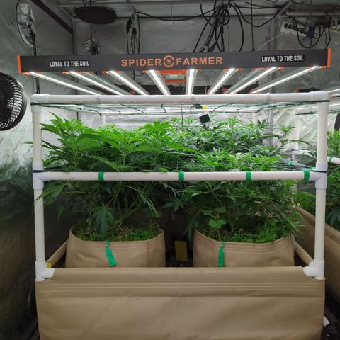 Mimosa Evo growlog photo: 20 gallon Pots