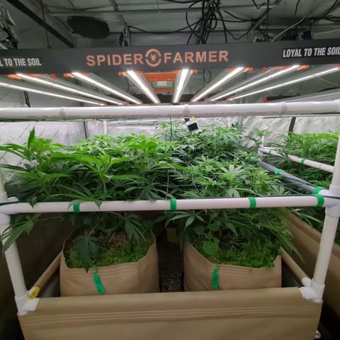 Mimosa Evo growlog photo: 20 gallon Pots