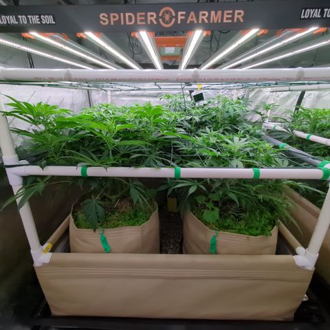 Mimosa Evo growlog photo: 20 gallon Pots