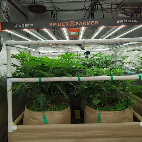 Mimosa Evo growlog photo: 20 gallon Pots