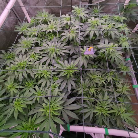 Mimosa Evo growlog photo: 20 gallon Pots