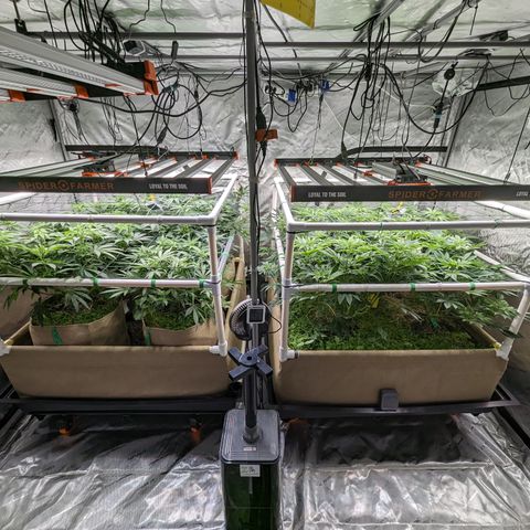 Mimosa Evo growlog timeline photo