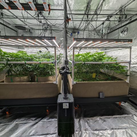 Mimosa Evo growlog timeline photo