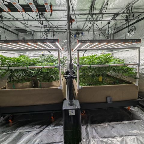 Mimosa Evo growlog timeline photo