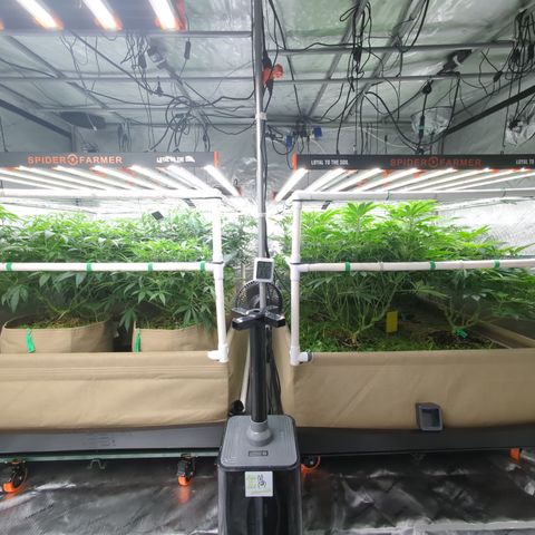 Mimosa Evo growlog timeline photo