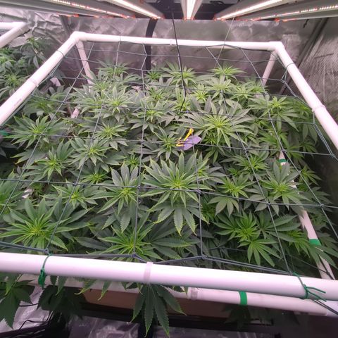 Mimosa Evo growlog timeline photo