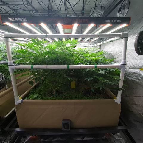 Mimosa Evo growlog photo: 4x4 Bed