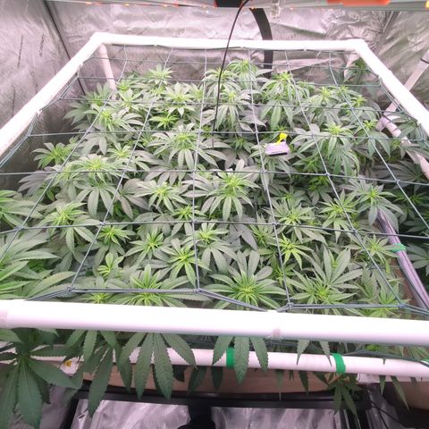 Mimosa Evo growlog timeline photo