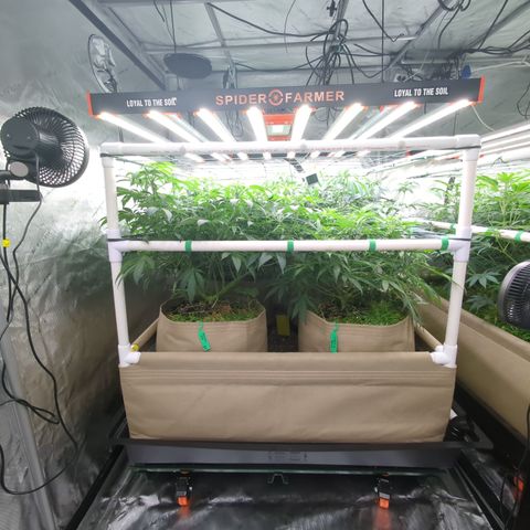 Mimosa Evo growlog photo: 20 Gallon Pots