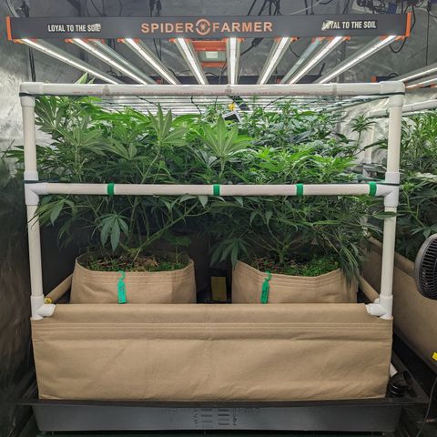 Mimosa Evo growlog photo: 20 Gallon Pots