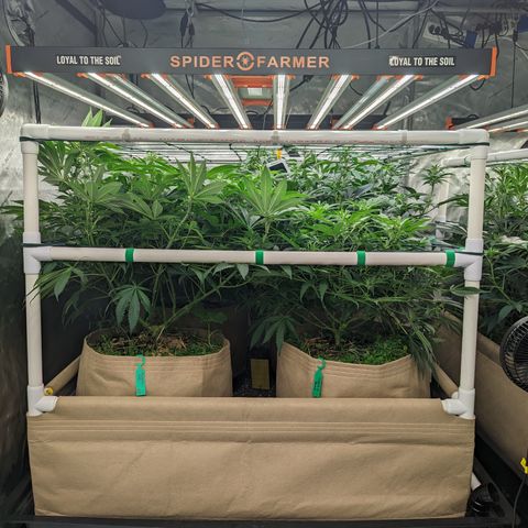 Mimosa Evo growlog photo: 20 Gallon Pots