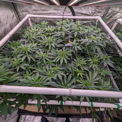 Mimosa Evo growlog photo: 20 Gallon Pots