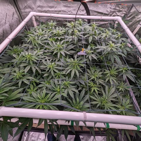 Mimosa Evo growlog photo: 20 Gallon Pots