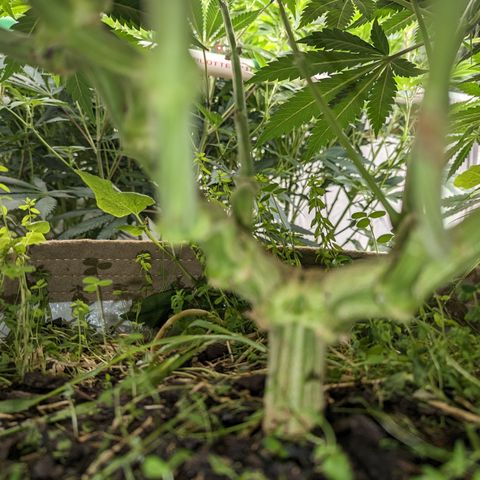 Mimosa Evo growlog photo: 20 Gallon Pots