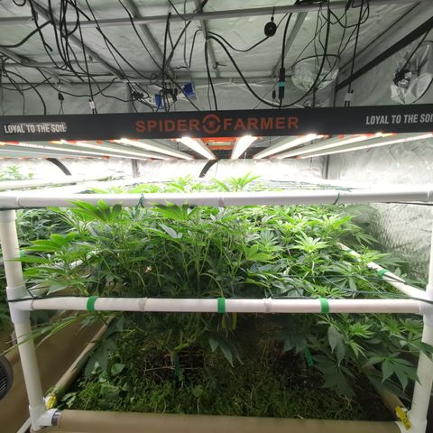 Mimosa Evo growlog timeline photo