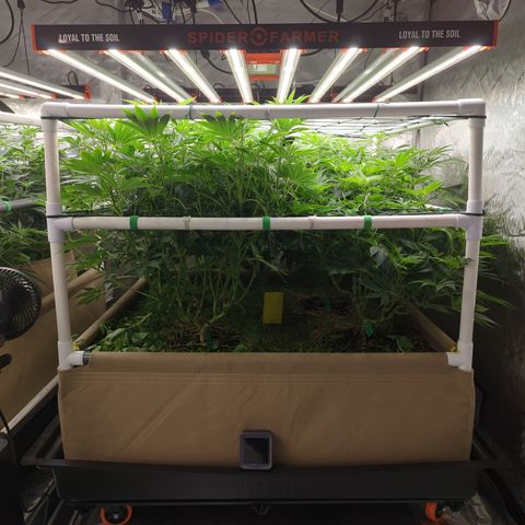 Mimosa Evo growlog photo: 4x4 Bed