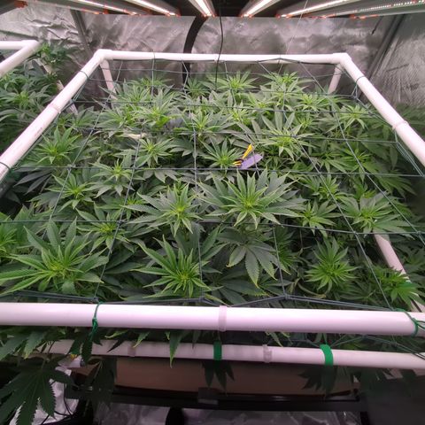 Mimosa Evo growlog timeline photo