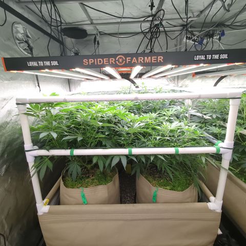 Mimosa Evo growlog timeline photo