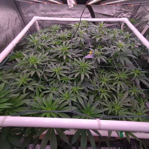 Mimosa Evo growlog timeline photo