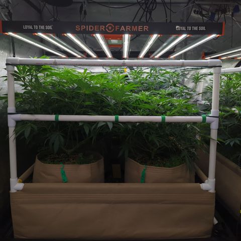 Mimosa Evo growlog photo: 20 Gallon Pots