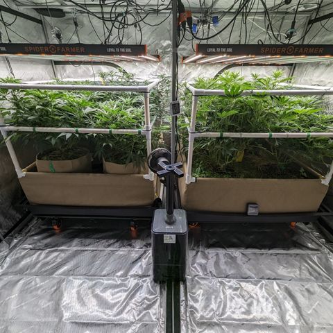 Mimosa Evo growlog timeline photo