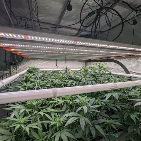 Mimosa Evo growlog timeline photo