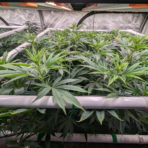 Mimosa Evo growlog timeline photo