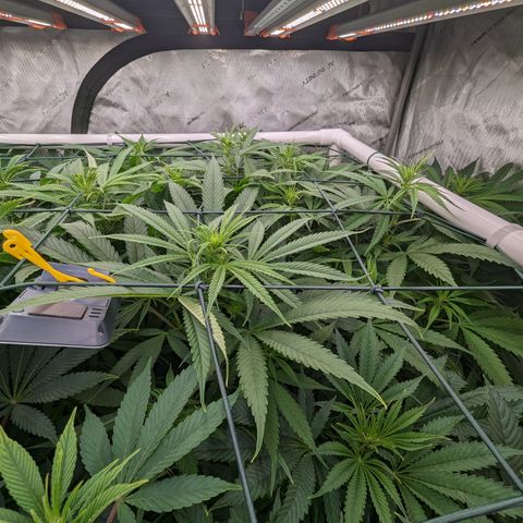 Mimosa Evo growlog timeline photo