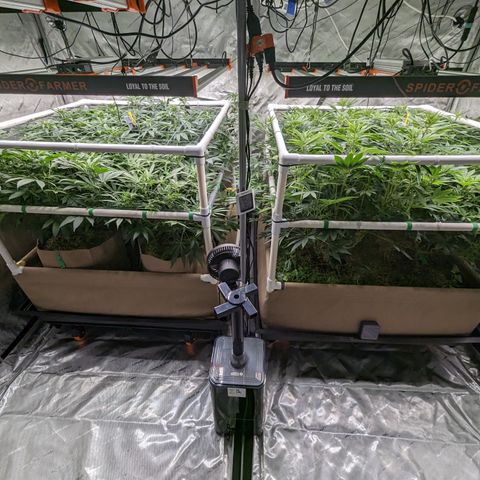 Mimosa Evo growlog timeline photo