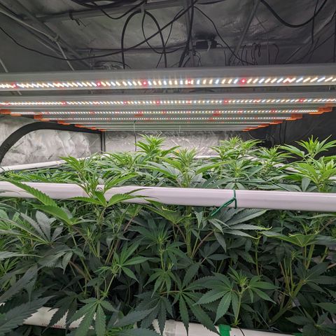 Mimosa Evo growlog timeline photo